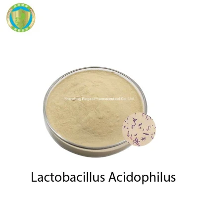 Wholesale Food Grade Probiotics Lactobacillus Acidophilus