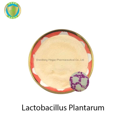 Heath Care Product Sample Available High Quality Lactobacillus Plantarum Probiotics Powder